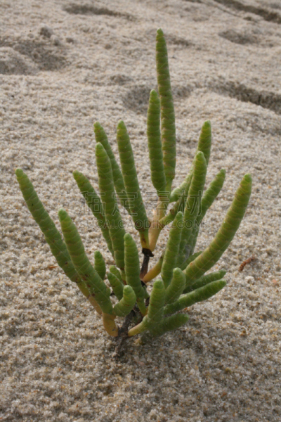 海蓬子属植物,多年生植物,barrier islands,自然,垂直画幅,无人,2015年,植物学,摄影