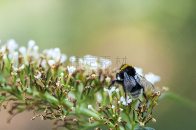 蜜蜂,水平画幅,无人,忙碌,夏天,户外,大黄蜂,植物,植物学,条纹