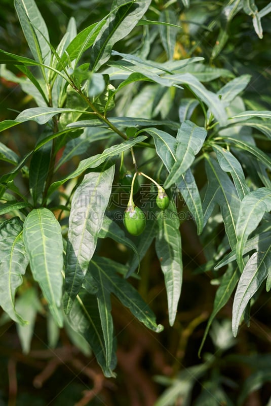 茄科植物,大果翅平婆木,医用水蛭,常绿植物,葡萄柚,垂直画幅,无人,夏天,户外,特写