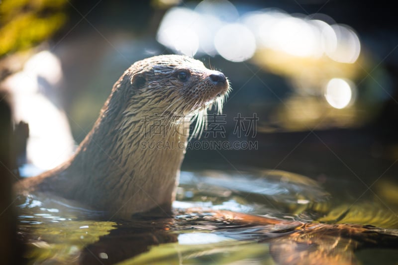 欧洲水獭,欧亚水獭,北美河獭,水獭,褐色,水平画幅,湿,户外,哺乳纲,人的脸部