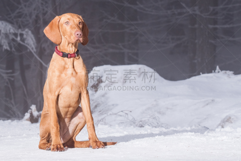 猎犬,狗,美,维希拉猎犬,褐色,纯种犬,水平画幅,可爱的,波音达猎犬,小狗