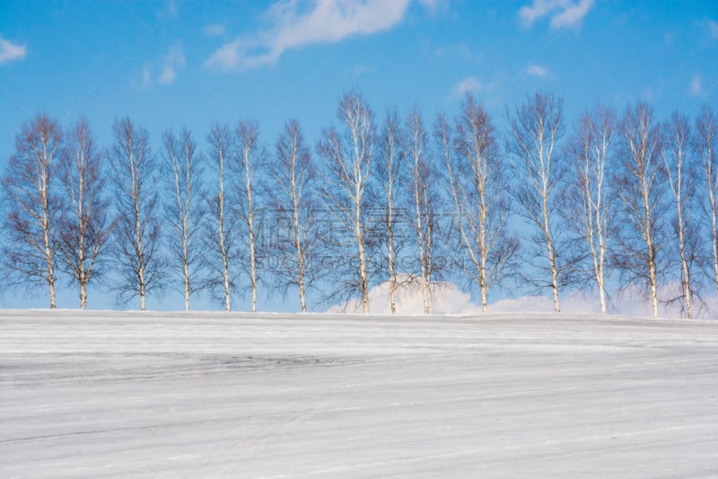 雪,冬天,美瑛町,田地,贺卡,白桦树,春天,深雪,植物,背景