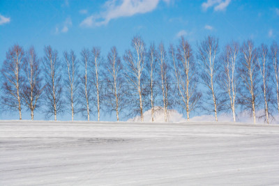 雪,冬天,美瑛町,田地,贺卡,白桦树,春天,深雪,植物,背景