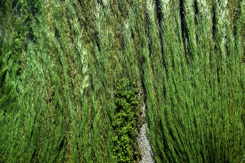 泉,蓝色,蓝溪州立公园,净水河,绿色头发,藻类,新西兰,自然,水平画幅,纹理效果