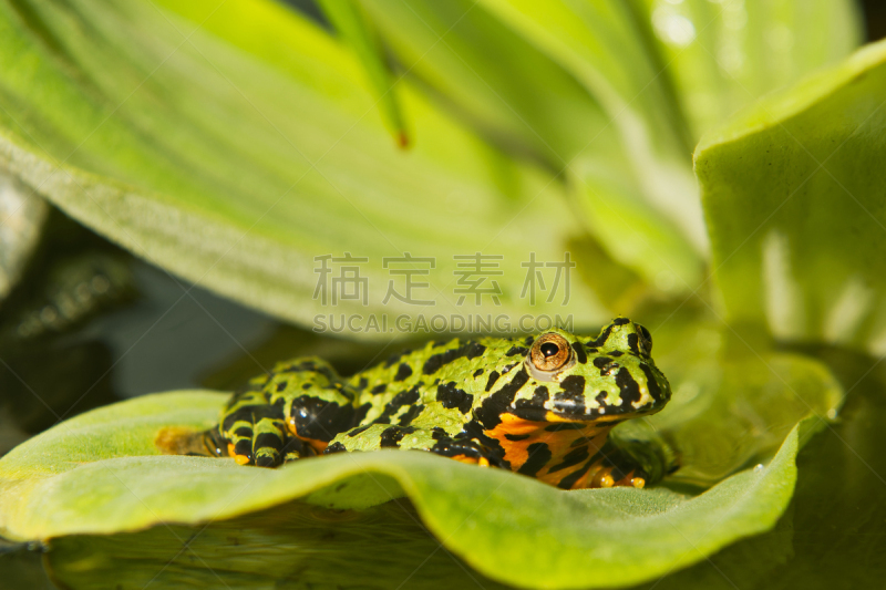 青蛙,欧洲铃蟾,叶子,绿色,野生动物,腿,蟾蜍,草,动物,蛙科