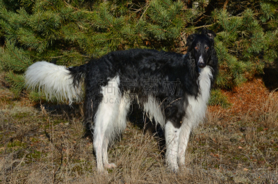 狗,苏俄牧羊犬,褐色,水平画幅,户外,草,猎犬,树林,危险,灰猎犬