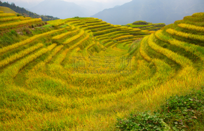 稻,梯田,龙脊梯田,农业,传统,桂林,景观设计,食品,环境,枝繁叶茂