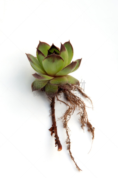 长生花,垂直画幅,美,褐色,无人,景天科,草,特写,仅一朵花,白色