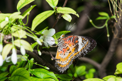 草蜻蛉蝶,美洲豹,lacewing,捕获的,美,灵感,水平画幅,蝴蝶,噪声,美人