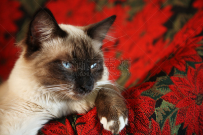 可爱的,肖像,椅子,猫科动物,哺乳纲,小的,动物,布偶猫,纯种猫,节日