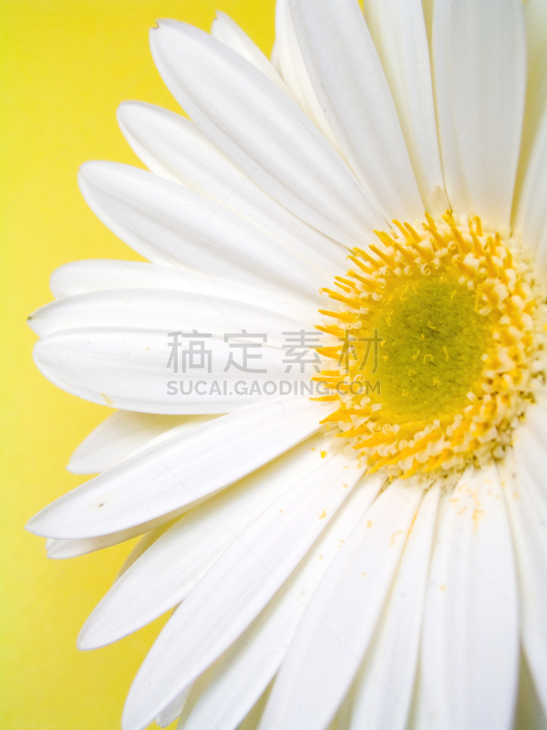 非洲雏菊,黄色,小指,垂直画幅,美,无人,室内植物,植物,彩色图片,大特写