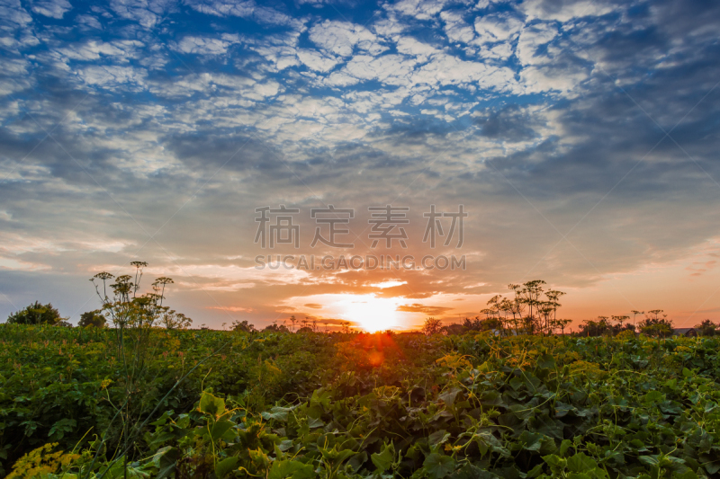 田地,背景,天空,风,水平画幅,枝繁叶茂,无人,莳萝,科学,夏天