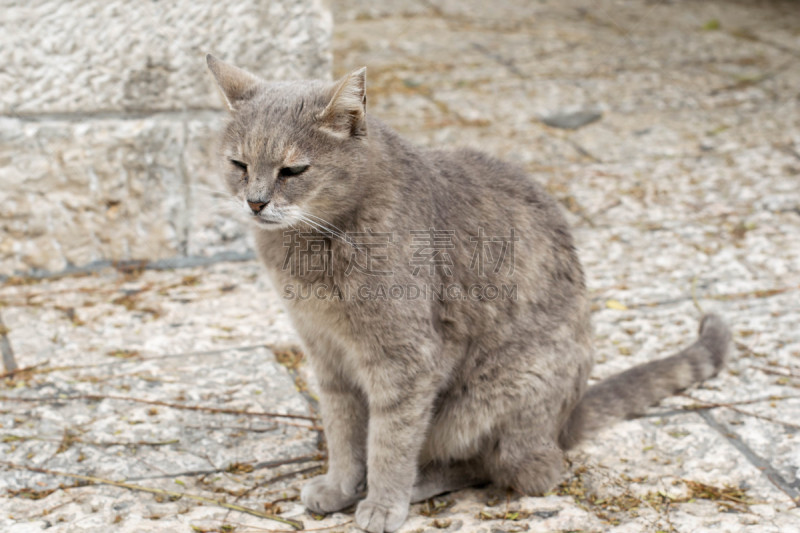 小猫,灰发,毛绒绒,俄罗斯蓝猫,肖像,椅子,哺乳纲,动物,人的眼睛,纯种猫