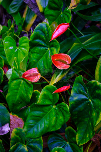 植物园,植物群,垂直画幅,水,美,兰花,公园,形状,无人,热带雨林