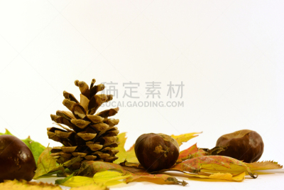 秋天,叶子,七叶树种子,栗树,自然,美,水平画幅,绿色,无人,背景分离