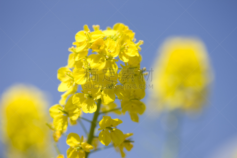 油菜花,滨离宫园,水平画幅,无人,特写,农作物,春天,植物,黄色,东京