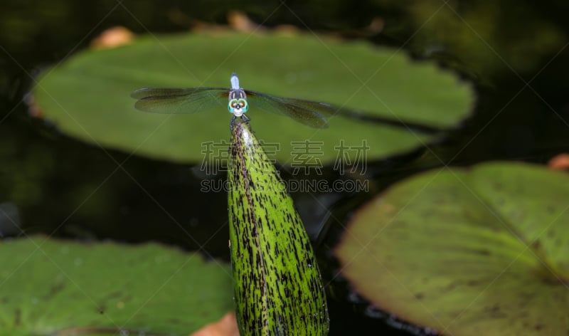 绿衣蜻蜓,中央公园,公园,蜻蜓,水平画幅,无人,户外,纽约,植物,动物