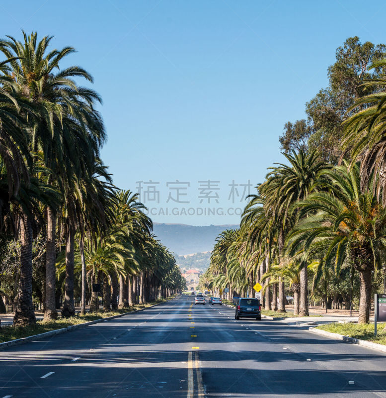 棕榈树,进口标志,斯坦福大学,硅谷,垂直画幅,天空,校园,无人,汽车,街道