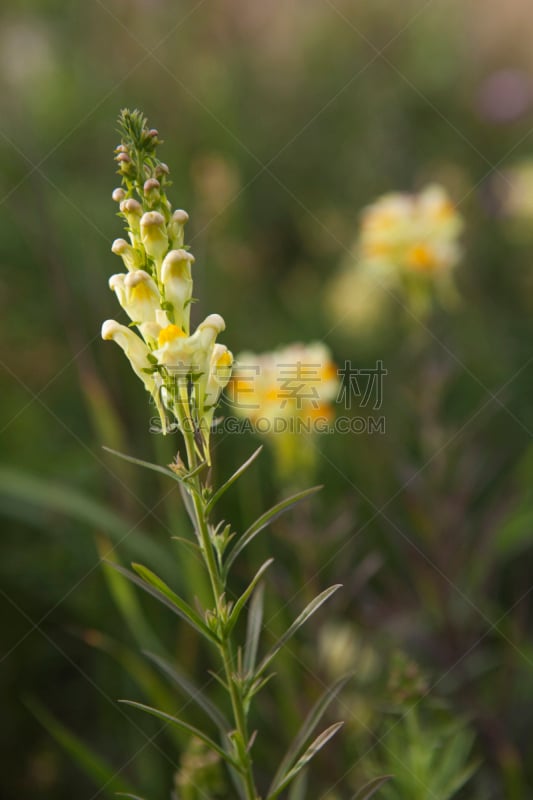 柳穿鱼,垂直画幅,选择对焦,阿尔伯塔省,无人,户外,特写,仅一朵花,农作物,田地