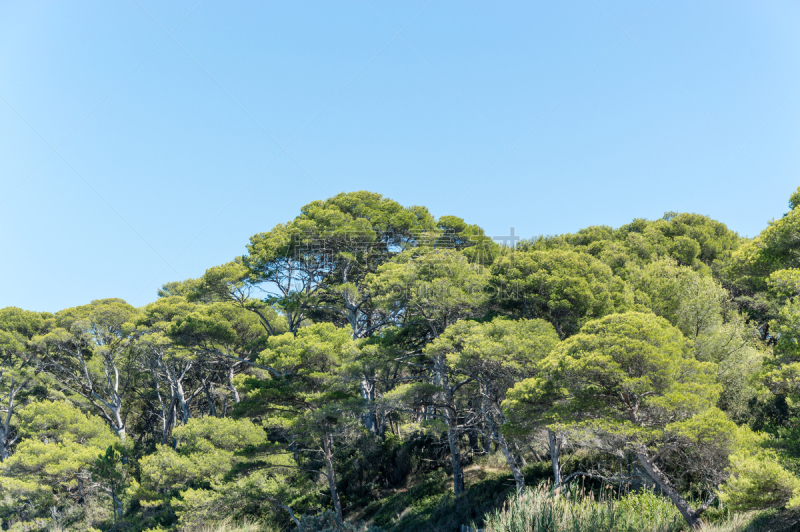 波克罗勒岛,岛,夏天,勒拉旺杜,葡萄,船,农场,小路,背景,普罗旺斯