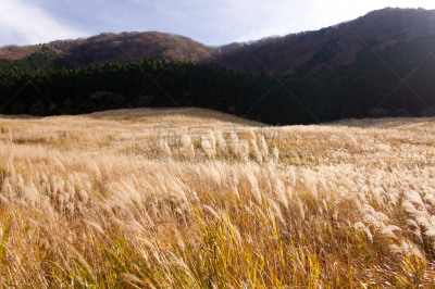田地,潘帕斯大草原,天空,风,vulpia grass,草原,水平画幅,枝繁叶茂,银色,无人