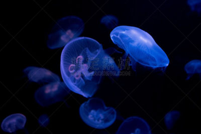 水母,海洋生命,图像,海洋,紫纹水母,动物,幽浮水母,无人,刺胞动物,水平画幅