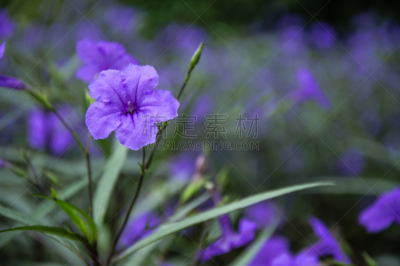 花朵,特写,荷花,水平画幅,枝繁叶茂,无人,异国情调,室内植物,热带气候,茉莉