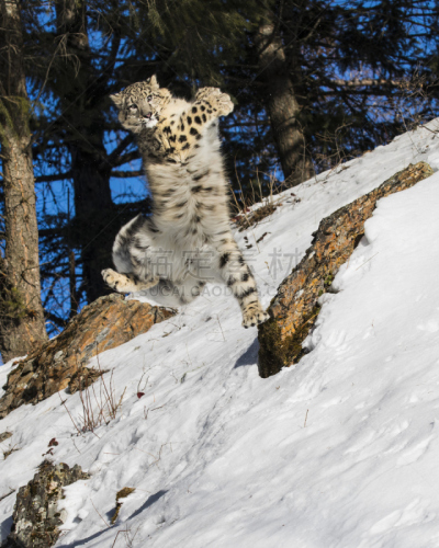 雪豹,垂直画幅,野生猫科动物,猎人,美国,毛皮,雪,斑点,爪子,动物身体部位