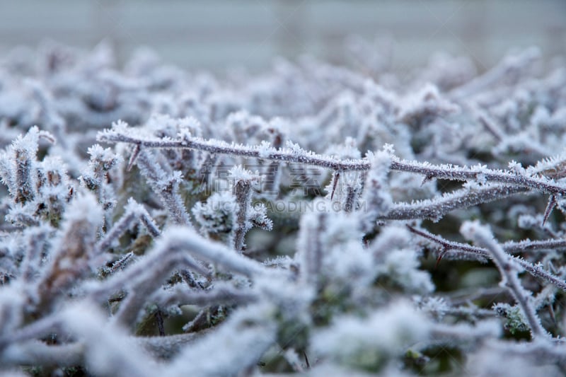 山楂,特写,树篱,霜,减号,水,温度,水平画幅,雪,无人