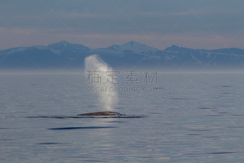 长须鲸,自然,斯匹兹卑尔根,水平画幅,无人,蓝色,欧洲,野外动物,户外,一只动物