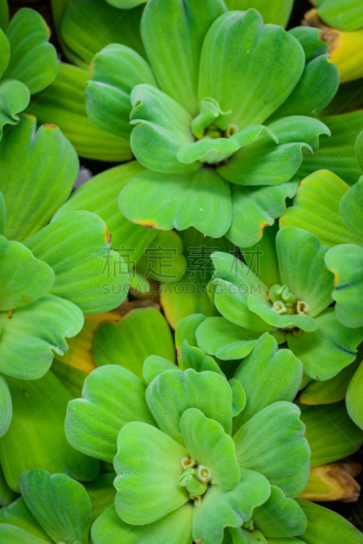 浮萍,植物,垂直画幅,水,美,无人,湿,夏天,户外,特写