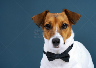 纯种犬,狗,杰克拉瑟短腿犬,注视镜头,文字,式样,背景,无尾礼服,黑色,灰色背景