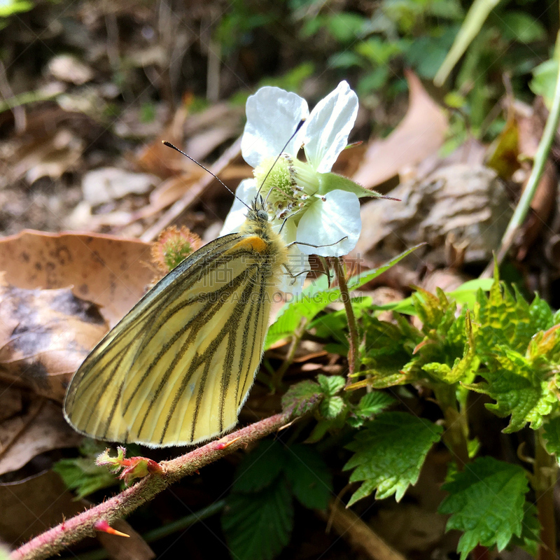 白蝴蝶,大白蝴蝶,clouded yellow butterfly,绿色背景,鳞翅类,自然,蝴蝶,无人,日本,方形画幅