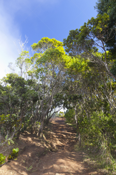 考艾岛,小路,科基州立公园,卡拉劳山谷,垂直画幅,天空,无人,热带雨林,户外,雨林