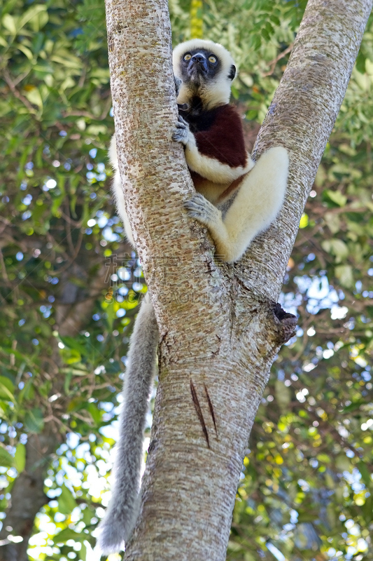 coquerel's sifaka,冕狐猴,自然,垂直画幅,野生动物,生物,无人,非洲,野外动物,户外