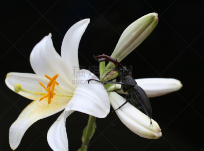 百合花,鹿角锹虫,水平画幅,无人,户外,白色,植物,彩色图片,甲虫