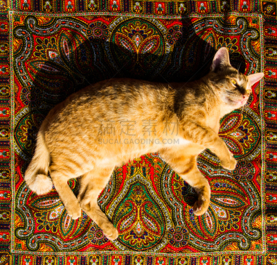 猫,金色,美,水平画幅,纺织品,无人,商店,宠物服装,柔和,大特写