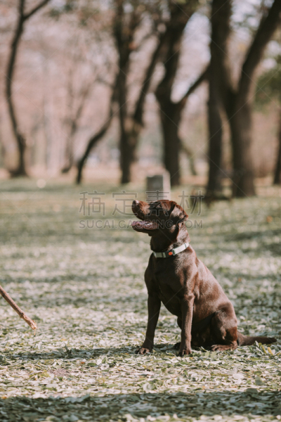 赭色拉布拉多猎犬,自然美,可爱的,梗犬,运动,肖像,牧羊犬,狗,哺乳纲,草