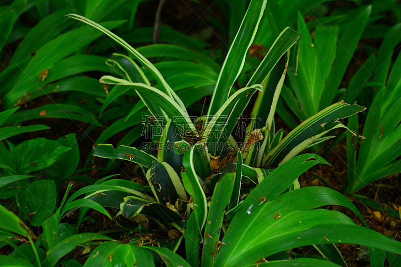 自然美 自然 美 水平画幅 纹理效果 绿色 植物 15年 日光 清新图片素材下载 稿定素材