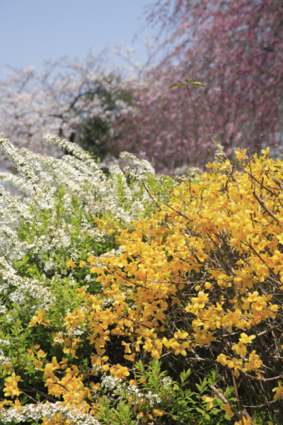 连翘属植物,鸭川,垂直画幅,京都府,无人,日本,东山区,春天,植物,亚洲