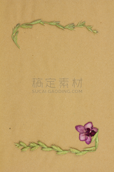 干的,纸,植物群,米色,垂直画幅,艺术,纹理效果,无人,绘画插图,古老的
