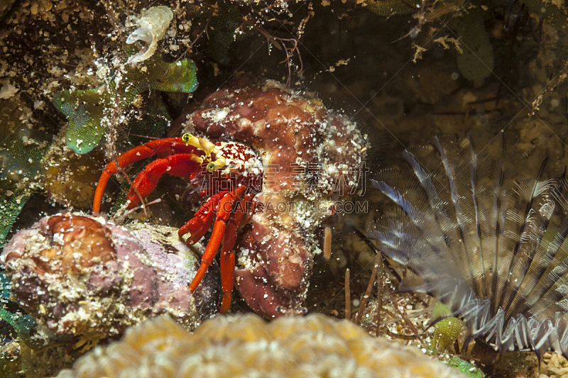 寄生蟹,礁石,水,水平画幅,无人,水下,野外动物,螃蟹,阳光光束,热带气候