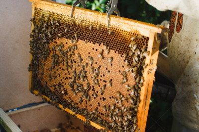 六边形,beekeeper,建筑结构,水平画幅,形状,努力,蜂蜡,野外动物,夏天,几何形状