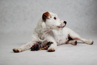 小狗,进行中,狗的玩具,宠物玩具,教区牧师,杰克拉瑟短腿犬,水平画幅,智慧,梗犬,哺乳纲