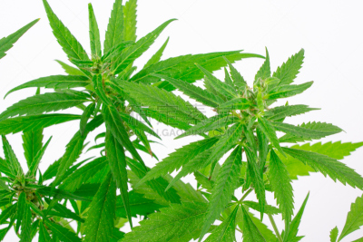 野生植物,白色背景,肉碎,健康保健,消遣性药物,白色,植物,灌木,波兰,农业
