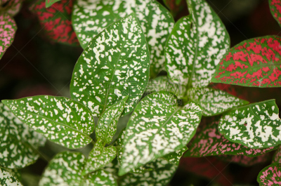 圆点,植物,hypoestes,自然,水平画幅,绿色,无人,园艺,斑点,马达加斯加