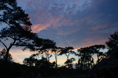 松木,背景,树皮,水平画幅,纹理效果,过大的,能源,无人,树梢,国际生物圈保护区