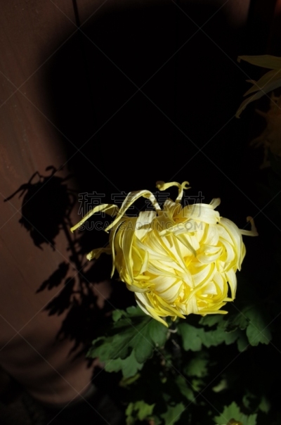 黄色,菊花,江户时代,轻的,传统,清新,仅一朵花,枝繁叶茂,自然美,植物