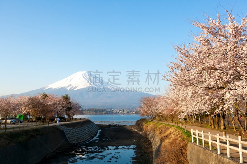 富士山,湖,樱桃树,自然美,河口湖,山梨县,水,天空,水平画幅,雪