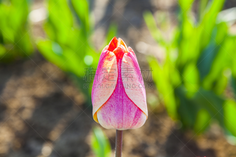 郁金香,色彩鲜艳,斯普林费德,美,复活节,水平画幅,无人,符号,夏天,户外